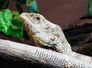 agama
